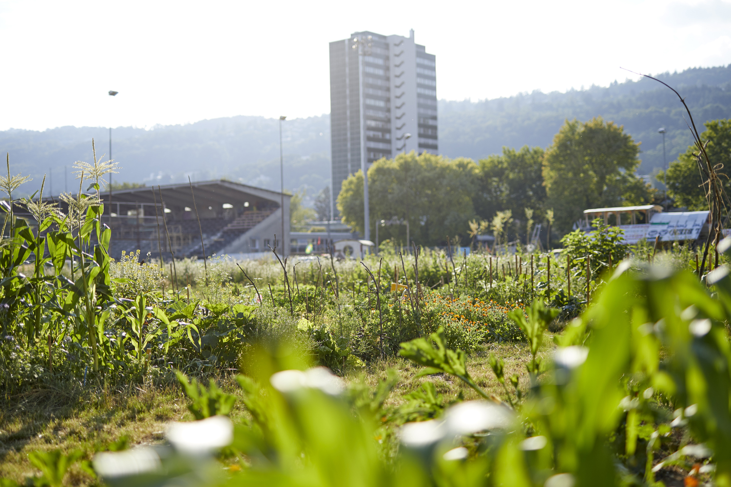 Terrain Gurzelen Jardin collectif