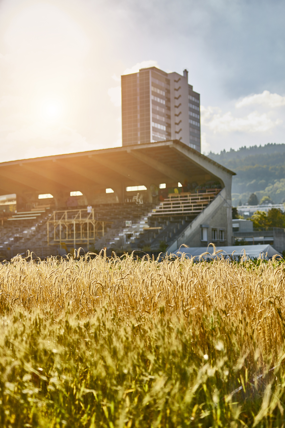Ancienne variéte de céreales