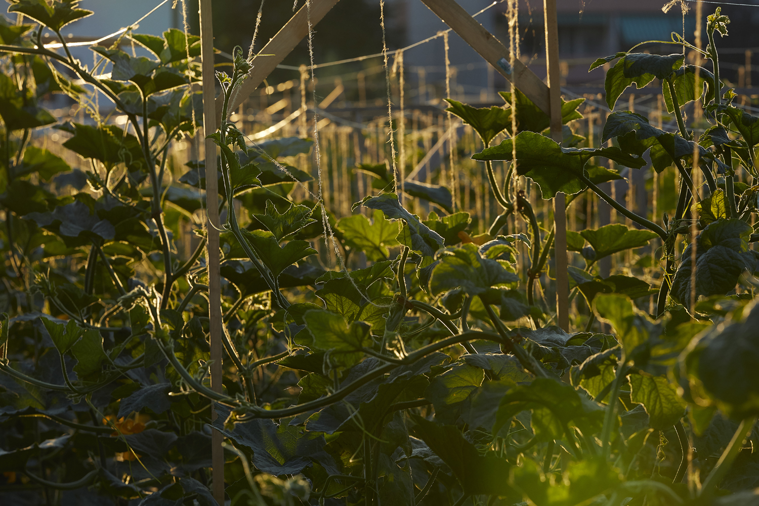 Jardin collectif à l'ancien stade